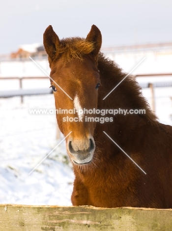 young Suffolk Punch portrait