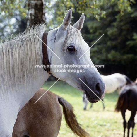 German Arab mare  at marbach, head study