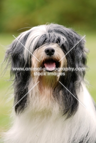 Tibetan Terrier