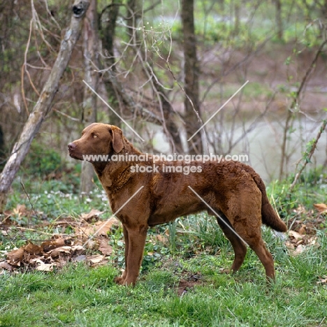 ch rockruns goosebuster cd, jh, wd, chesapeake bay retriever, standing by a river bank