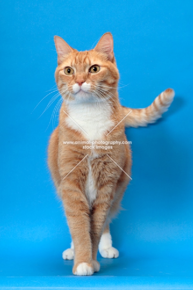 Red Mackerel Tabby & White Cat, standing front view