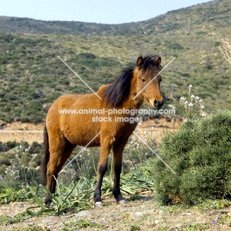 skyros pony standing in dry landscape on skyros island