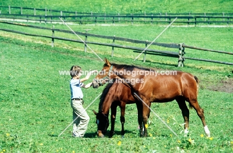 boy with einsiedler horses at kloster ensiedeln