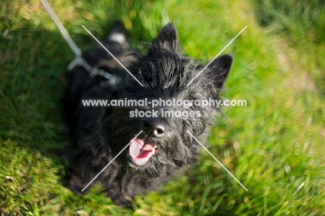Scottish Terrier puppy sitting in a field
