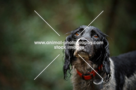 English Springer Spaniel with a sad look