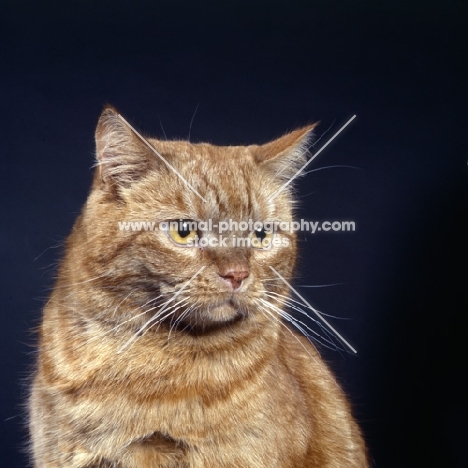 tabby cat portrait