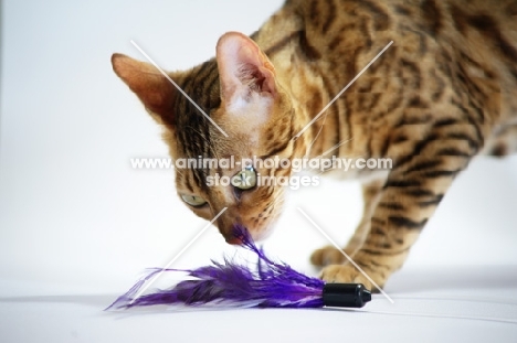 bengal female cat playing with toy