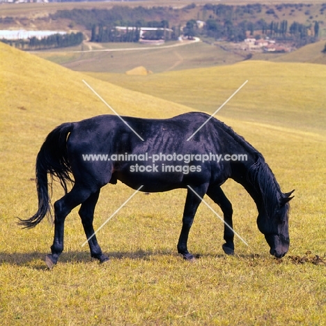 Kabardine stallion scenting the ground in the Caucasus mountains