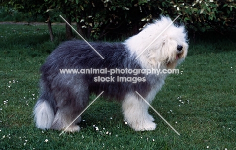 galumphing tails i win for tailormade (ahab) undocked old english sheepdog standing on grass
