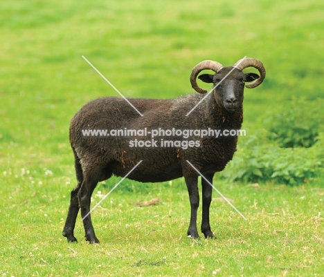 Soay sheep, side view