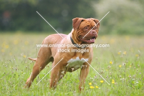 Dogue de Bordeaux standing in field