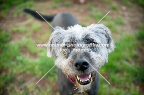 terrier mix smiling