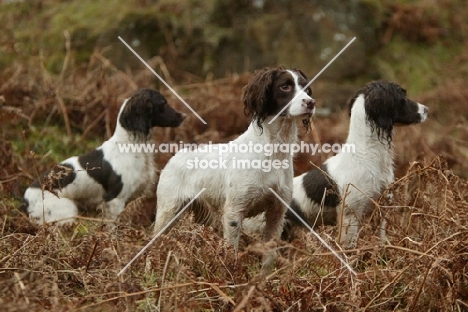 A team of springer spaniels wait patiently during the IGL Retriever Championship