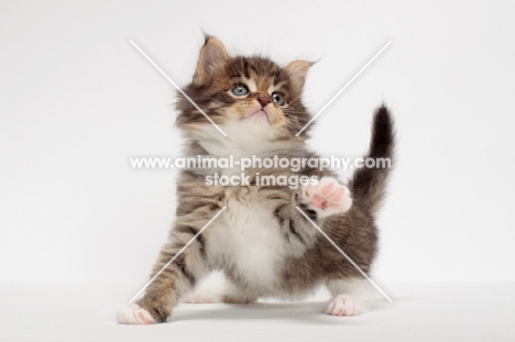 Brown Mackerel Tabby & White Maine Coon kitten, 1 month old, looking up