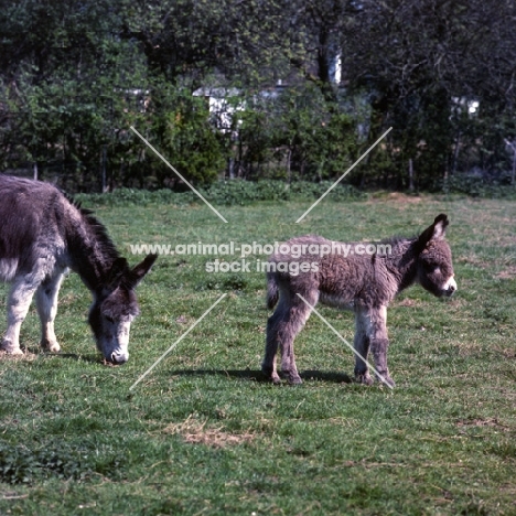 donkey with her foal