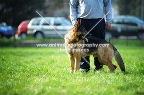 German shepherd dog standing near owner in a field