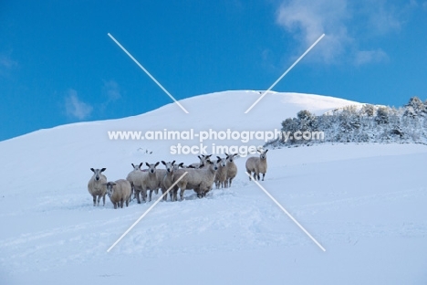 flock of Bluefaced Leicester ewes on snowy hill