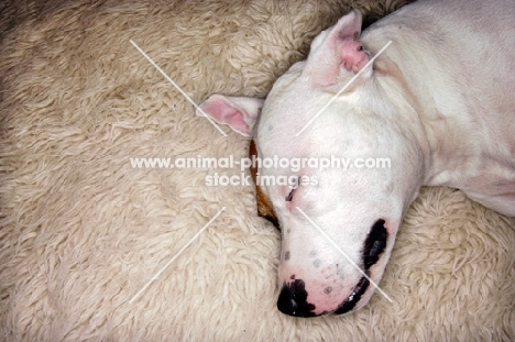 white Staffordshire Bull Terrier, sleeping on white rug