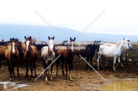 group of horses