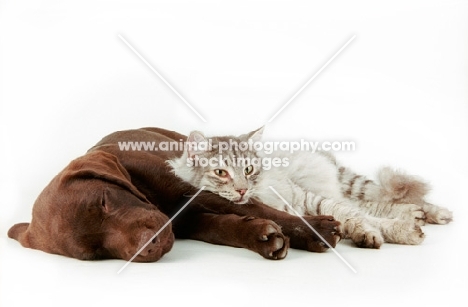 Chocolate Labrador resting next to cat