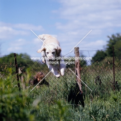 golden retriever jumping over a fence