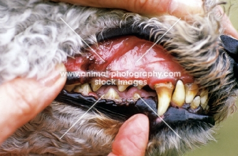 tartar stain on Bedlington Terrier