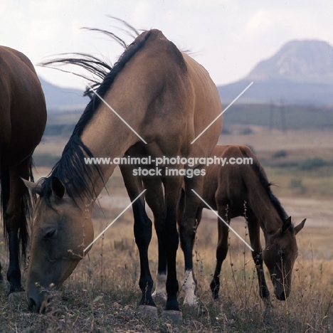 akhal teke mare with foal