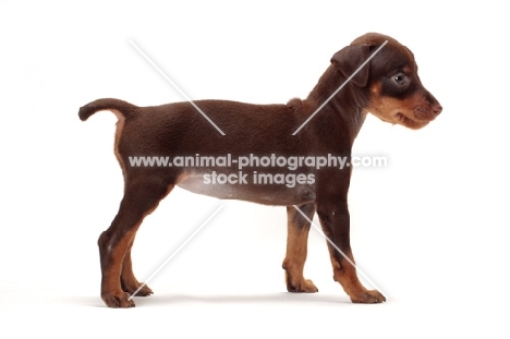 chocolate and tan Miniature Pinscher puppy, side view