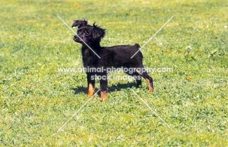 Russian Toy Terrier on grass