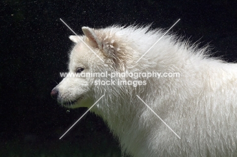 Samoyed profile