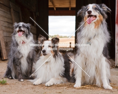 Shetland Sheepdog, Australian Shepherd (miniature) and Australian Shepherd 