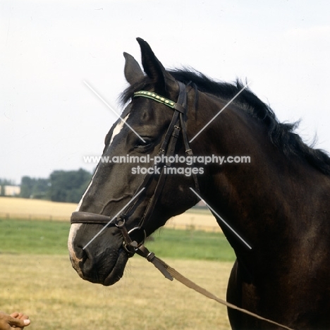 emir, old type oldenburg gelding head study