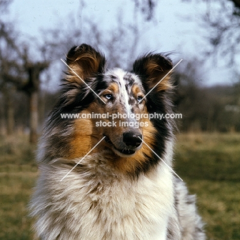  rough collie, merle, portrait