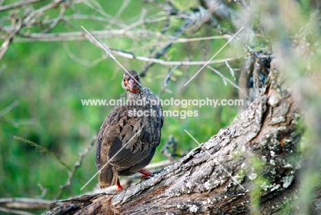 partridge in kenya