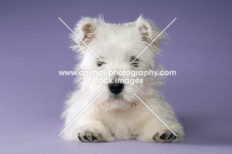 West Highland White puppy resting on purple background