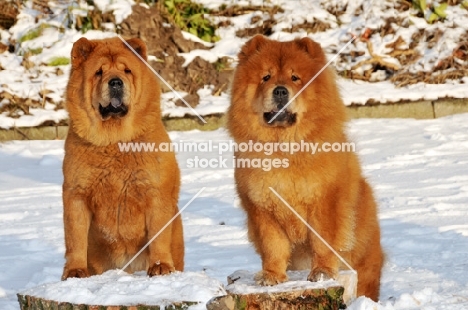 two Chows