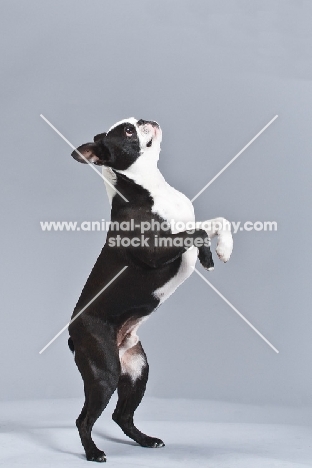 Boston Terrier jumping up