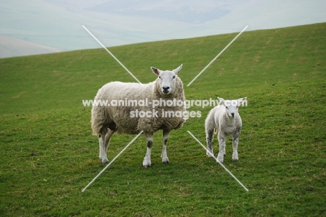 Texel cross ewe and lamb