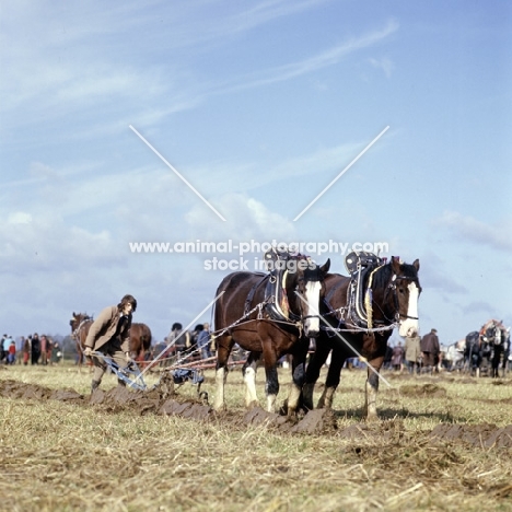 ploughing with two heavy horses