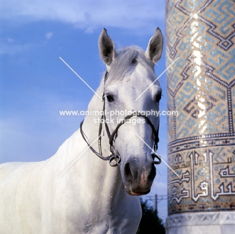karabair stallion in registan square, samarkand, head study