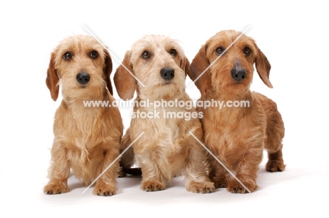 three Dachshunds (Miniature Wire)