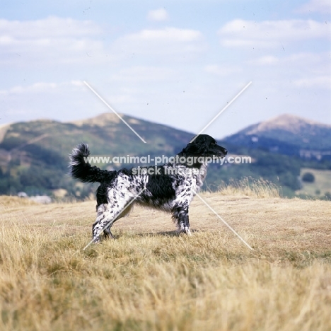 mitze of houndbrae,  large munsterlander standing on dry landscape grass