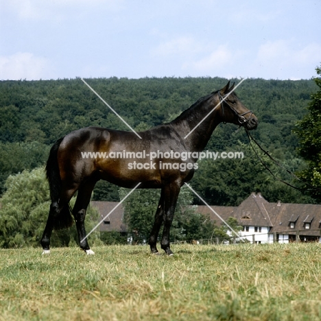 hassadeur, trakehner  stallion