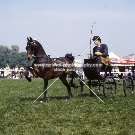 Hackney Pony in driving competition