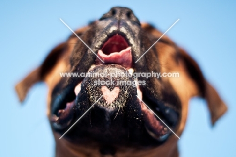 Boxer from below with heart shaped chin marking