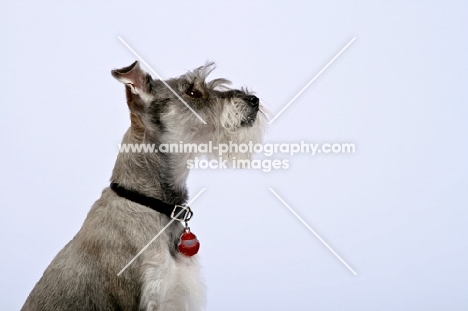 Miniature Schnauzer looking ahead