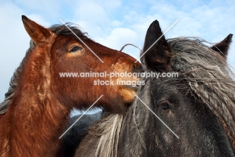 two heavy horses