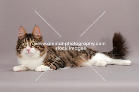 Turkish Angora cat, lying down, brown mackerel tabby & white colour