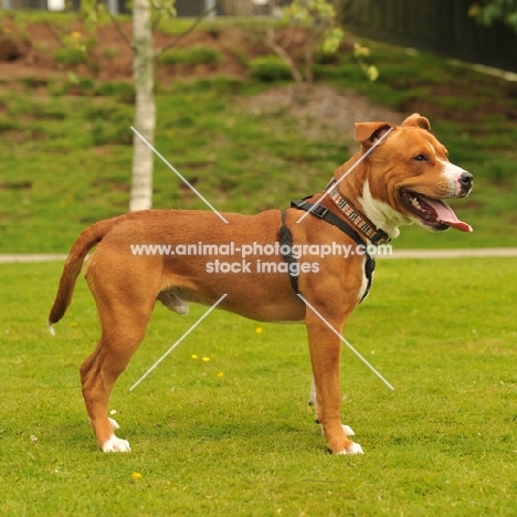 American Staffordshire Terrier, side view, wearing harness