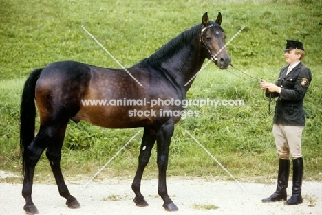 trakahner stallion, by Gharib, at marbach